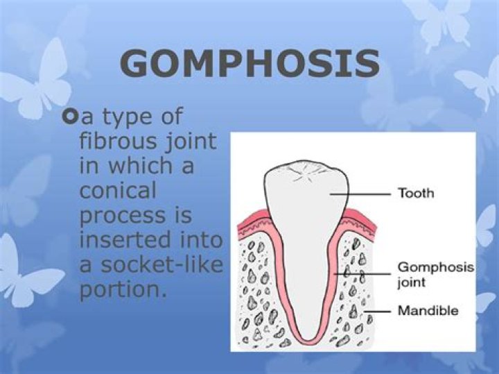 What type of joint is Gomphosis?