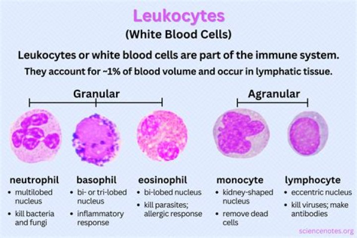 What type of leukocyte contains heparin an anticoagulant?