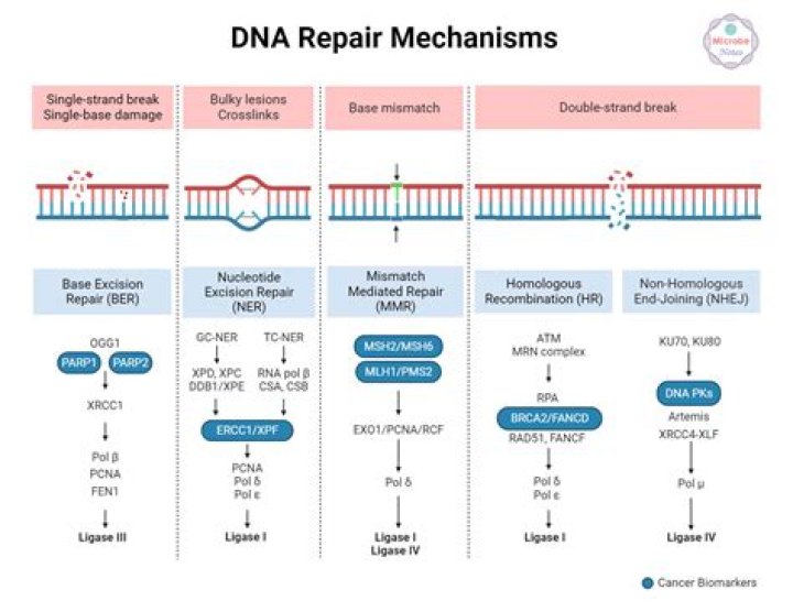 What usually happened to a cell whose DNA has been damaged?