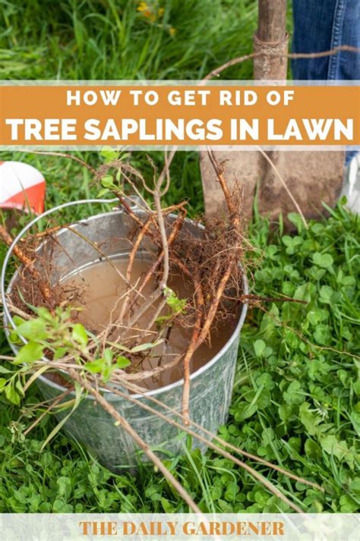 What will kill tree saplings?