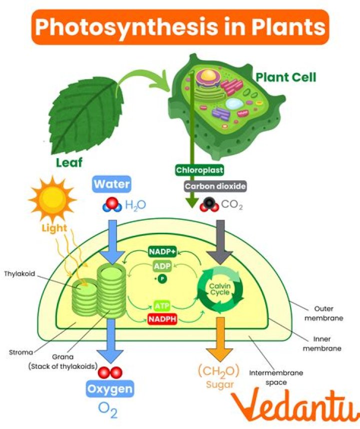 What would happen if there is no photosynthesis?