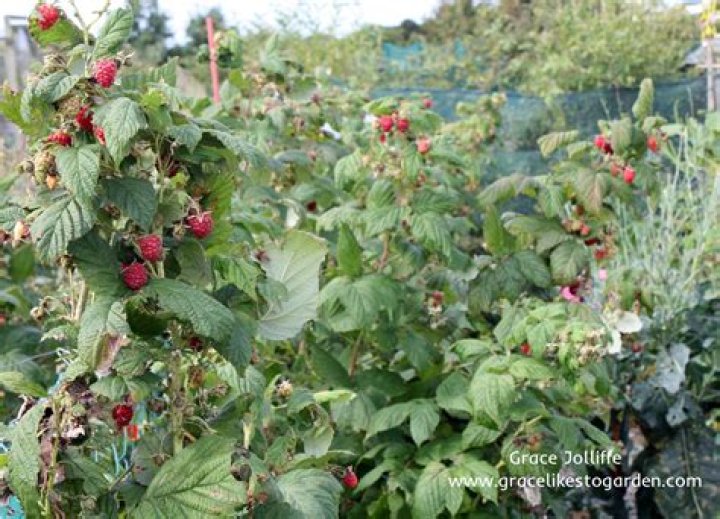 When can I plant raspberry plants?