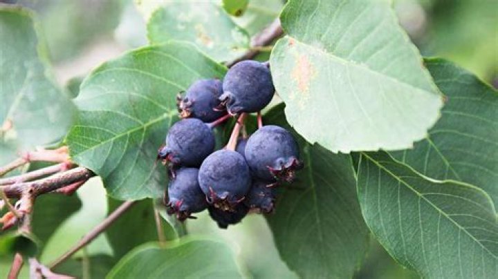 When can you pick Saskatoon berries?