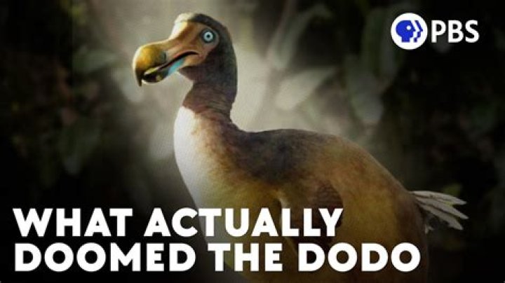 When did the last dodo go extinct?