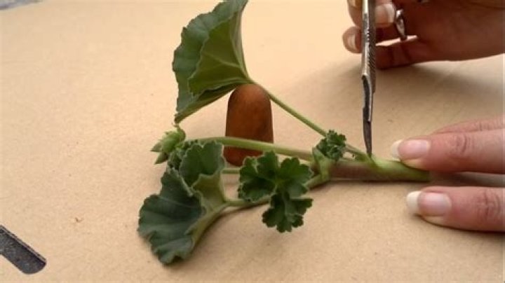 When should you take cuttings from geraniums?