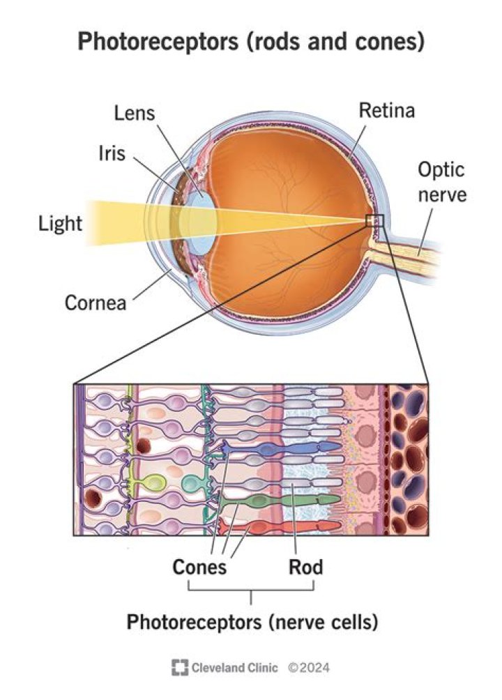Where are rods and cones located in the eye?