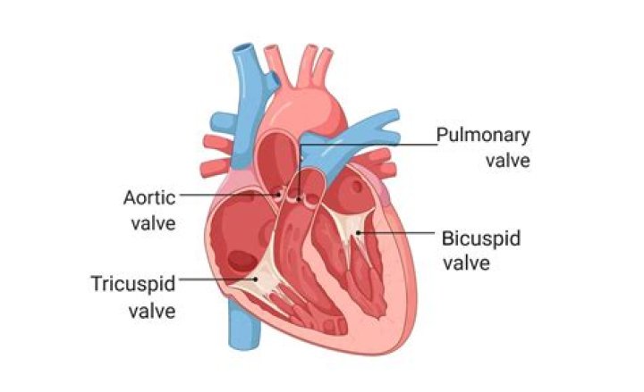 Where are the bicuspid and tricuspid valves located?