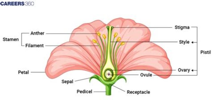 Where are the reproductive parts of an angiosperm located?