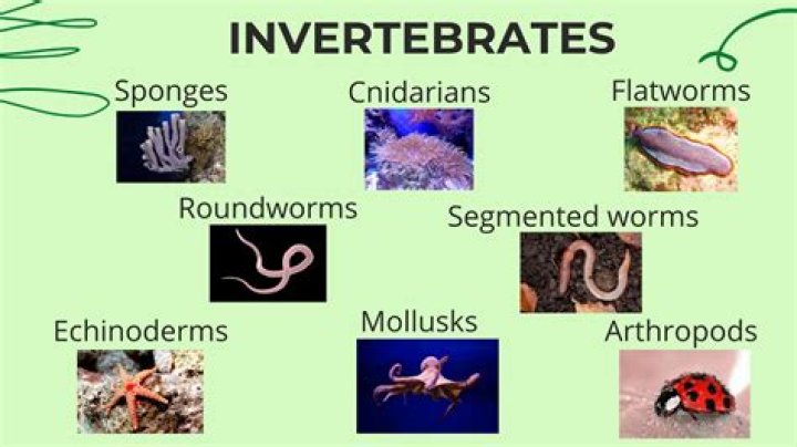 Where can invertebrates be found?