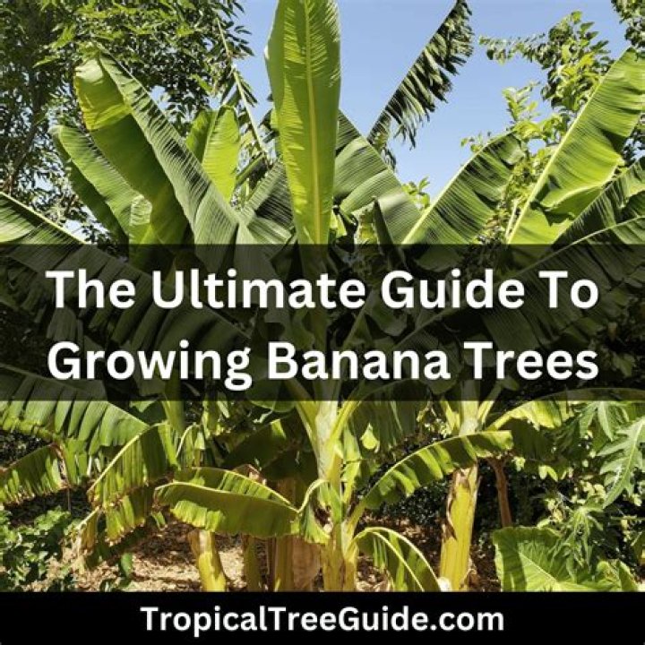 Where can you find banana trees?