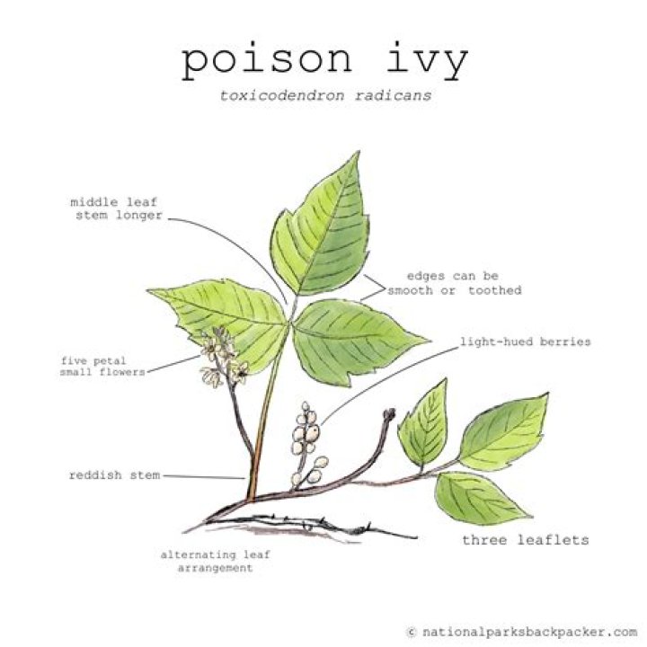 Where can you find poison ivy?