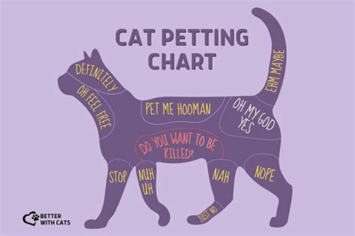 Where do cats like to be touched?