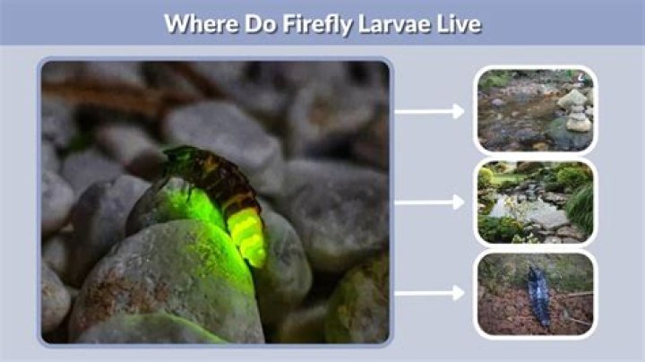 Where do firefly larvae live?