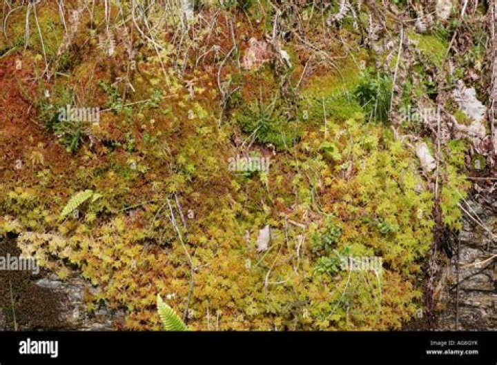 Where does sphagnum moss grow?
