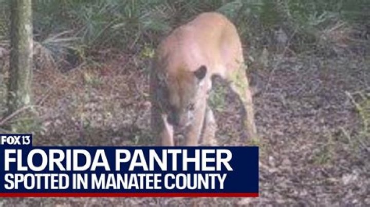 Where is the Florida panther found?
