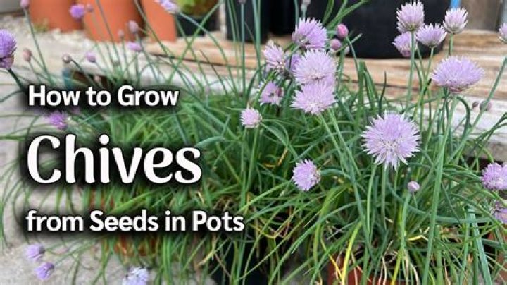 Where should I plant chives?