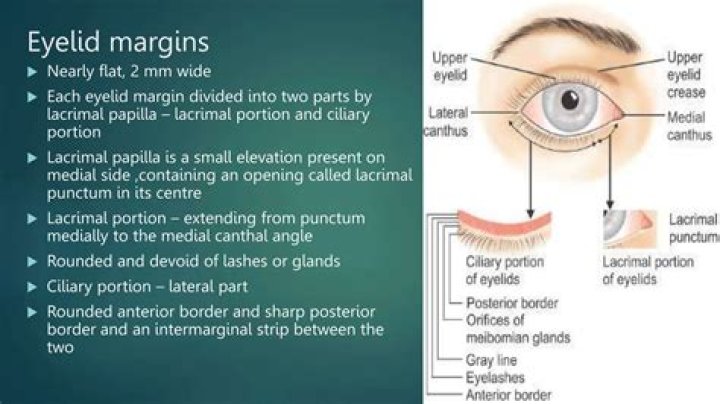 Where the eyelids meet on the outside of the eye?