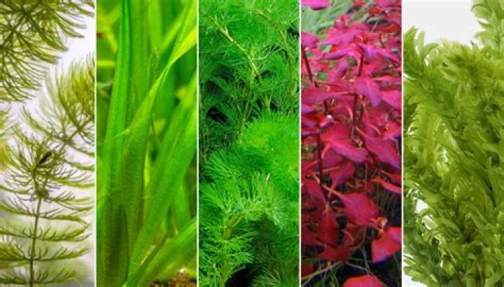 Which aquatic plants produce the most oxygen?