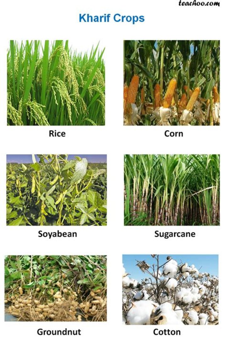 Which is the kharif crop?