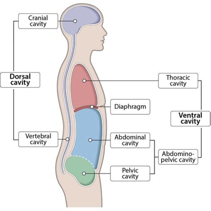 Which moist epithelial membrane lines body cavities that open to the exterior?