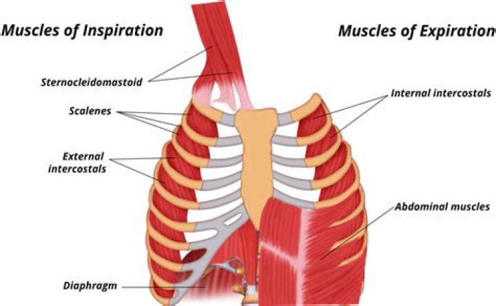Which muscle is most involved in the act of quiet breathing?