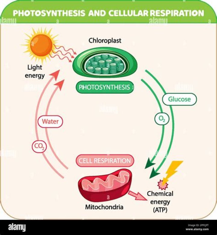 Which occurs in both photosynthesis and respiration?