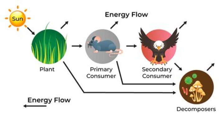 Which of the following energy generating process is the only one that occurs in all living organisms?