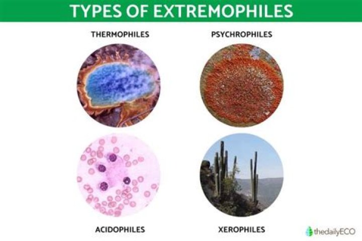 Which organisms are called extremophiles and flourish mostly in extreme conditions?