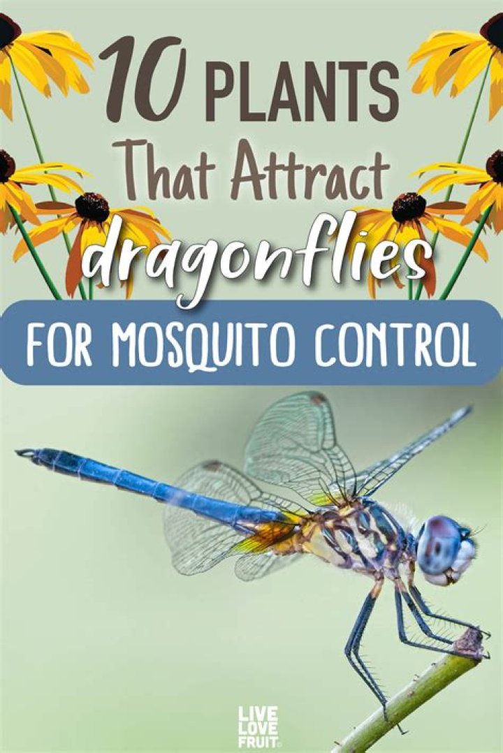 Which plants attract dragonflies?