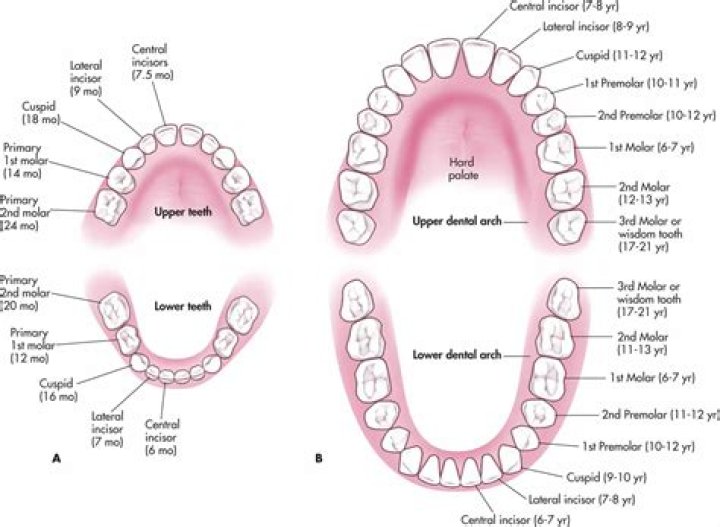 Which teeth are permanent? | ContextResponse.com