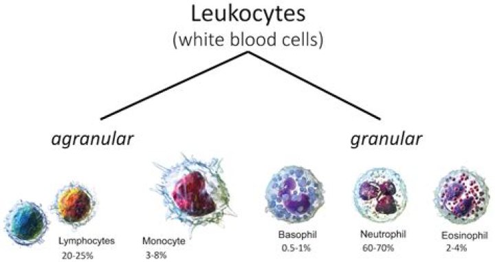 Which white blood cells are granular?