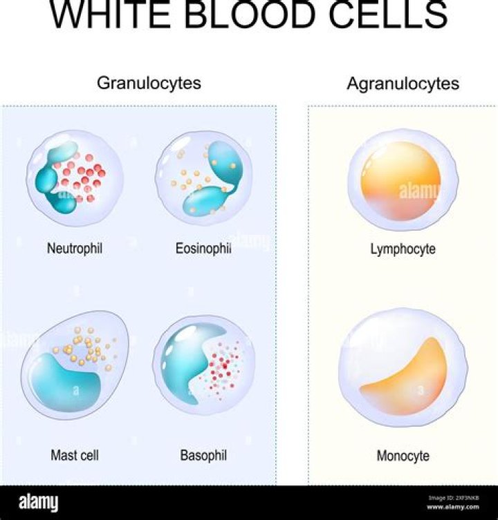 Which white blood cells are granulocytes?