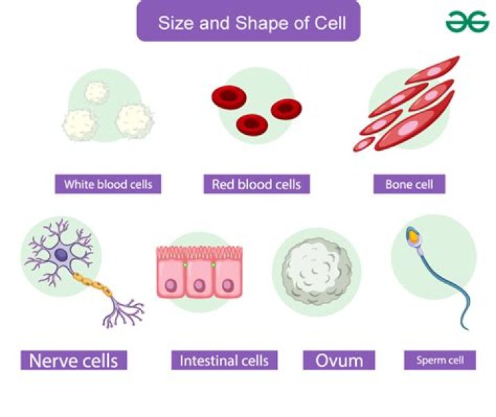 Why are cells of different shapes and size give suitable example?