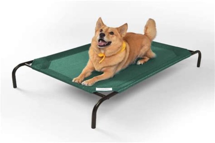 Why are dogs beds high?