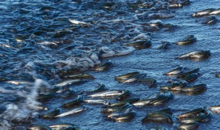 Why are fisheries collapsing? | ContextResponse.com