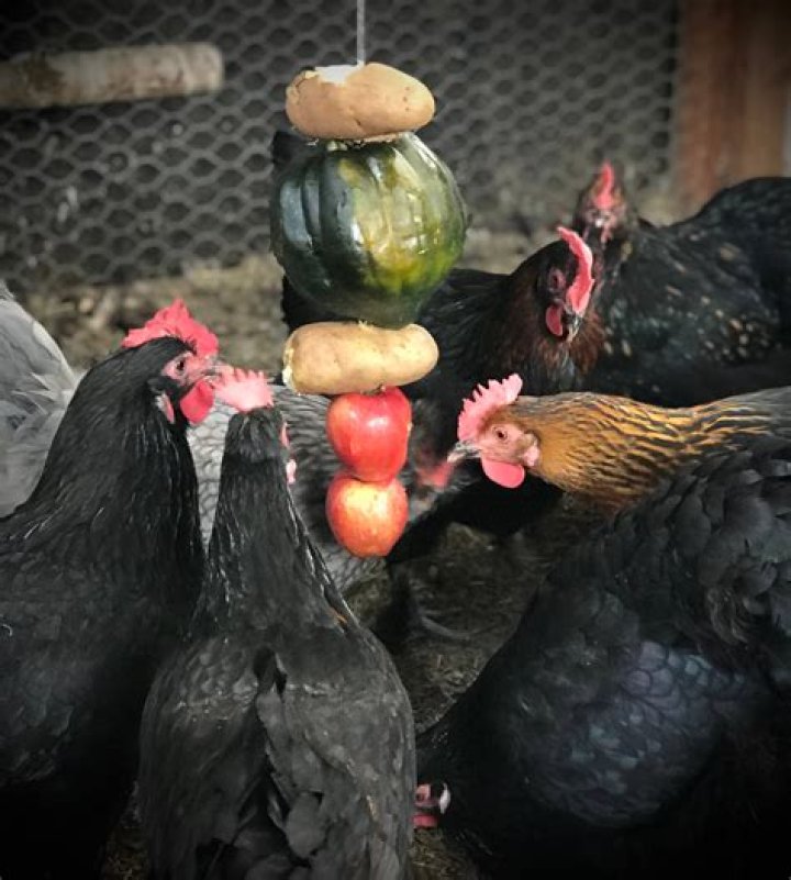 Why are my chicks pecking each other?