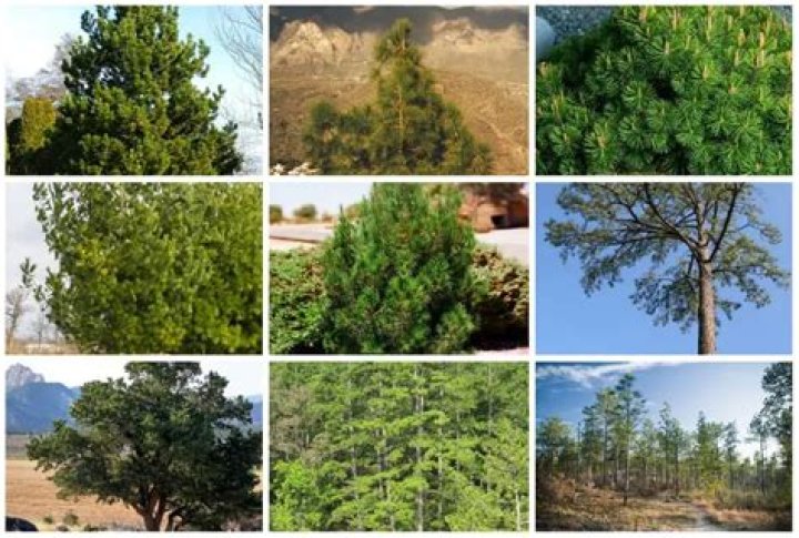 Why are pine trees bad?