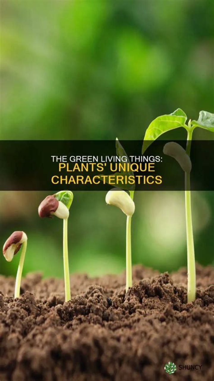 Why are plants called living things?