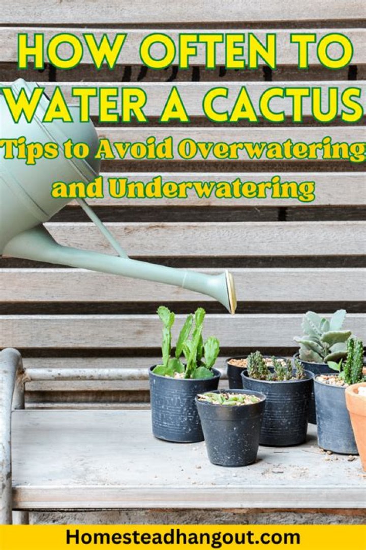Why can cactus survive without water?