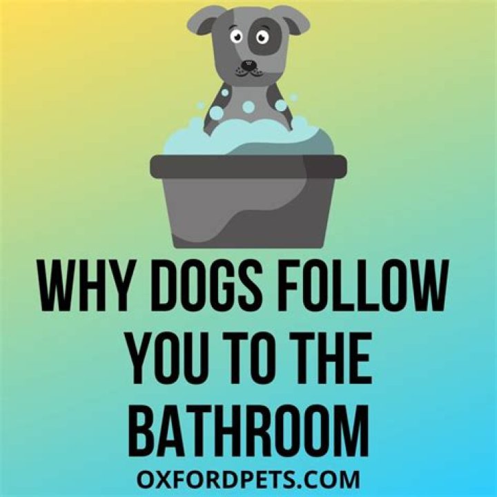 Why do dogs follow you to the toilet?