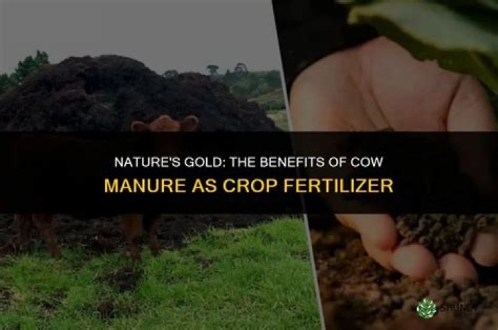 Why do farmers use cow manure to fertilize their crops?