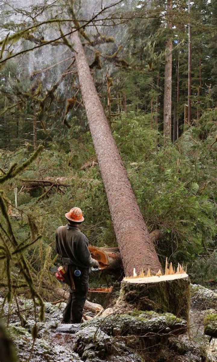 Why do loggers yell timber?