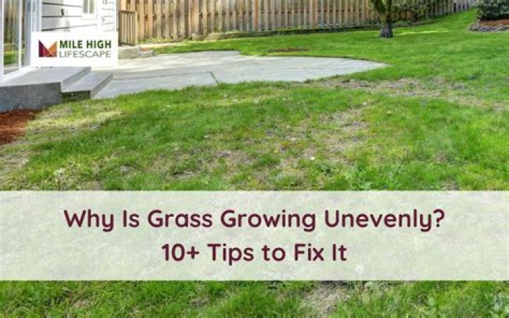 Why does grass grow unevenly?