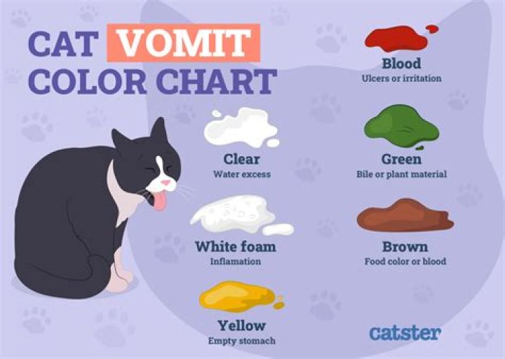 Why does my cat get sick a lot?