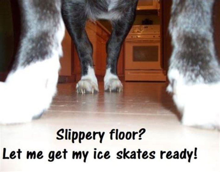 Why does my dog keep slipping on the floor?
