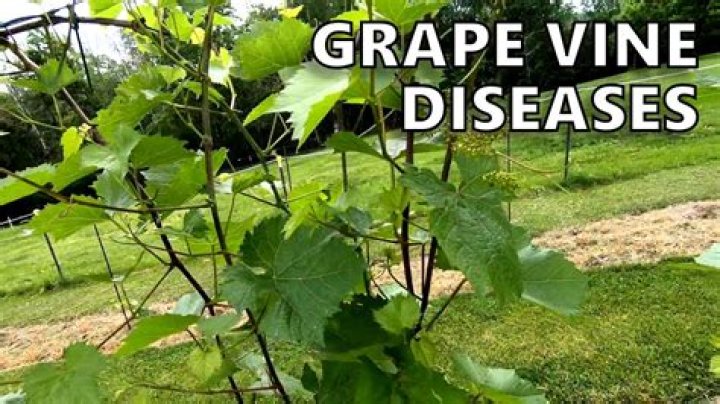 Why does my grape vine look dead?