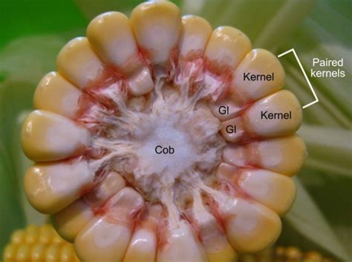 Why is an ear of corn called an ear?