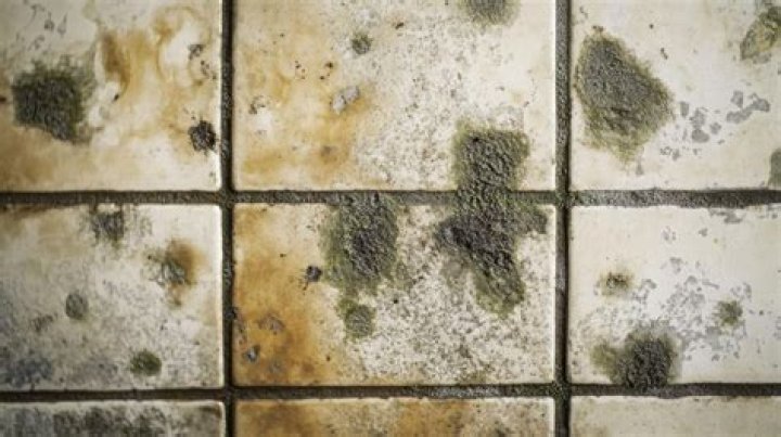 Why is mold growing in my basement?
