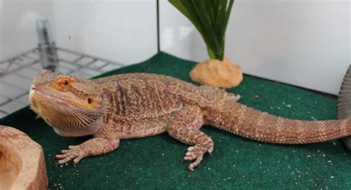 Why is my bearded dragon so black?