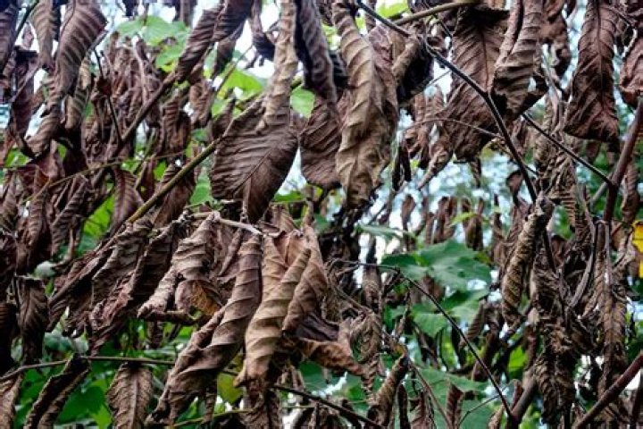 Why is my elm tree losing leaves?